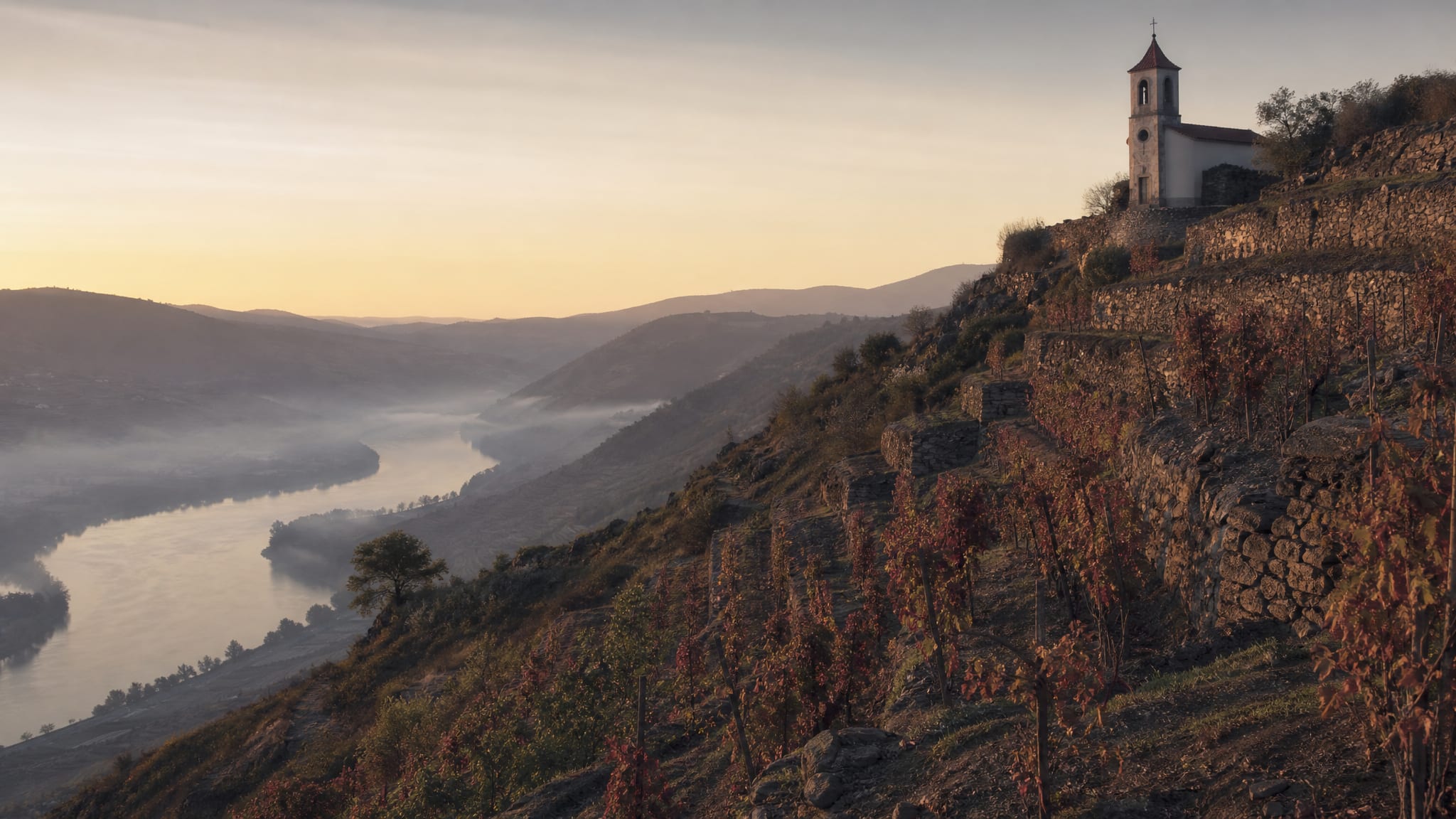 Granite syrah terraces above the Rhône river at first light